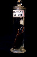 臭鼩藏品圖，第2張